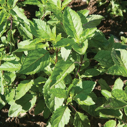 Basil 'Holy'