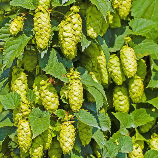 Hops 'Nugget'