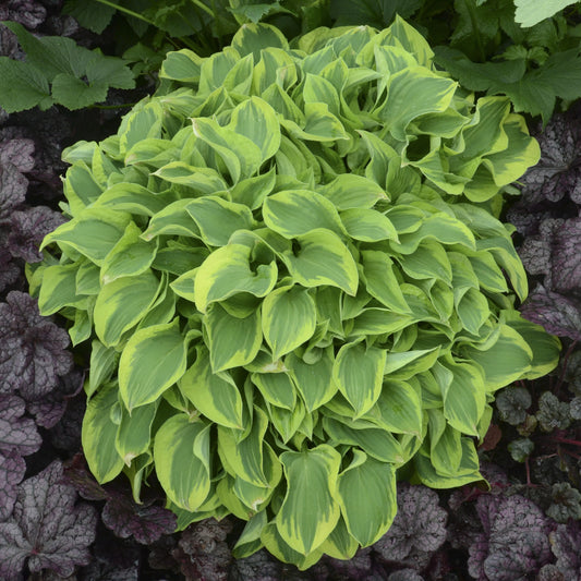 Hosta 'Wrinkle in Time'