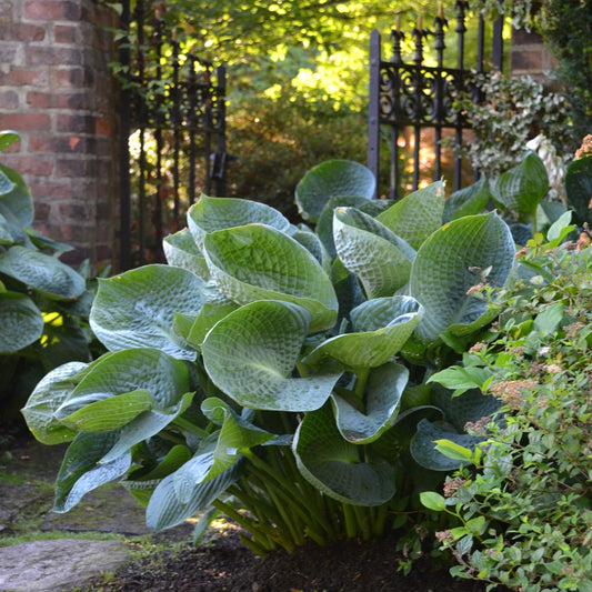 Hosta 'Drinking Gourd'