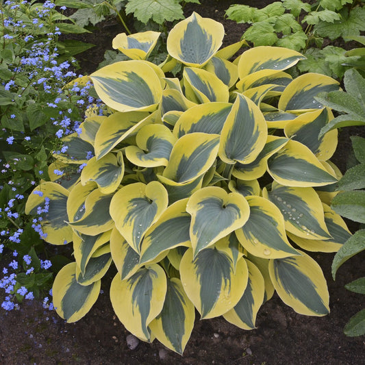 Hosta 'Shadowland®'