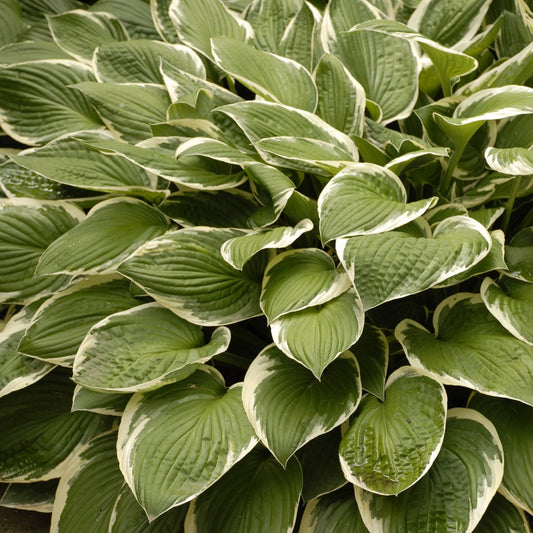 Hosta 'Francee'