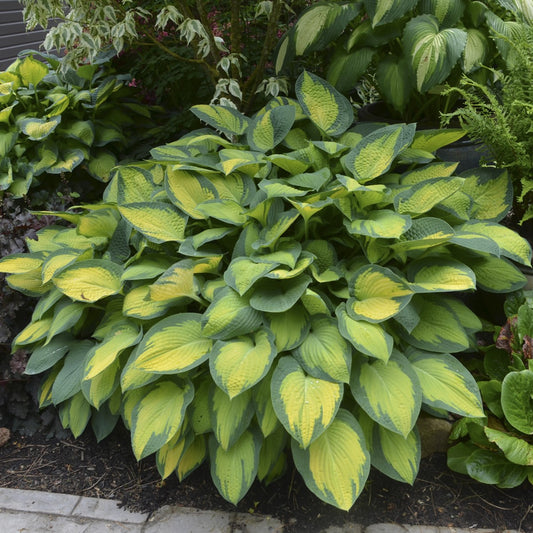 Hosta 'Paul's Glory'