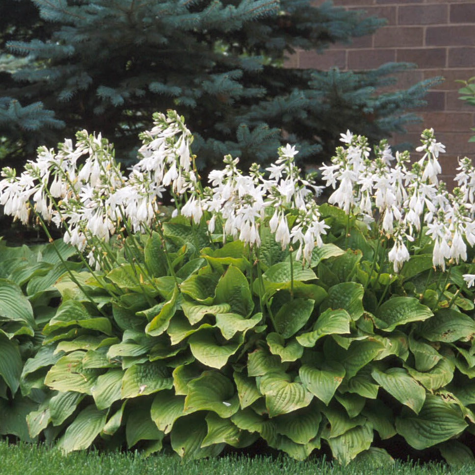 Hosta 'Royal Standard'