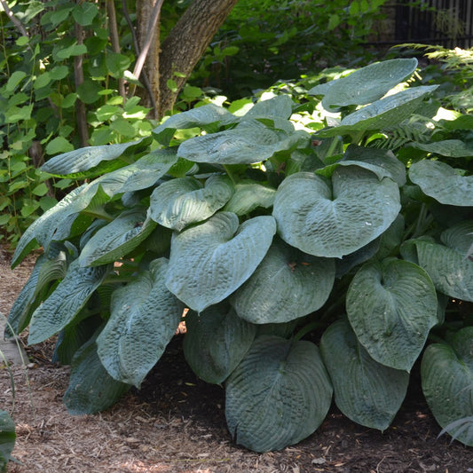 Hosta 'Elegans'