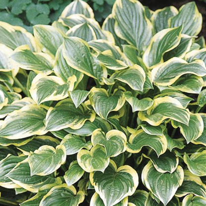 Hosta 'So Sweet'