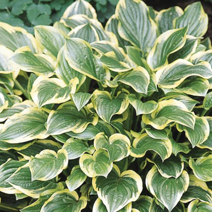 Hosta 'So Sweet'