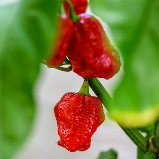 Pepper Hot 'Trinidad Scorpion'
