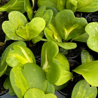 Variegated Hoya Heart