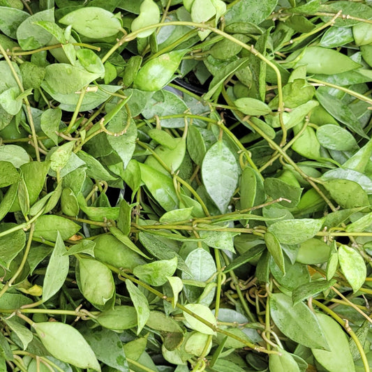 Hoya Krohniana Silver