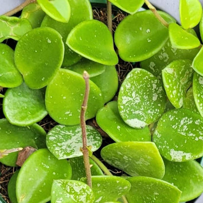 Hoya 'Mathilda'