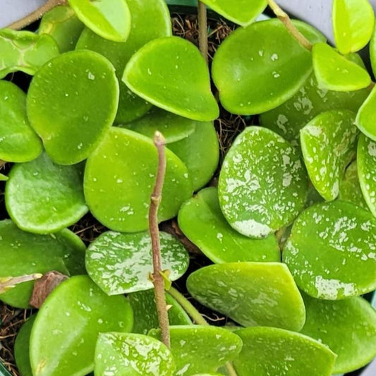 Hoya 'Mathilda'