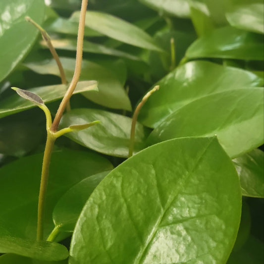 Australian Wax Plant