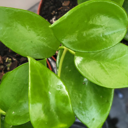 Hoya benitotanii