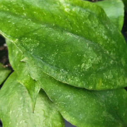 Hoya 'Chicken Farm'