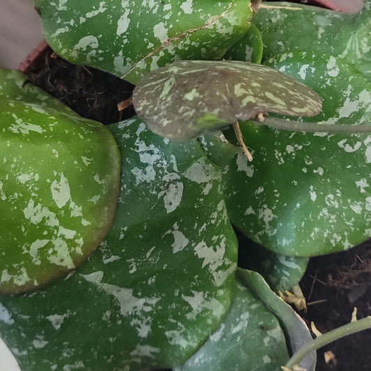 Hoya 'Imbricata'