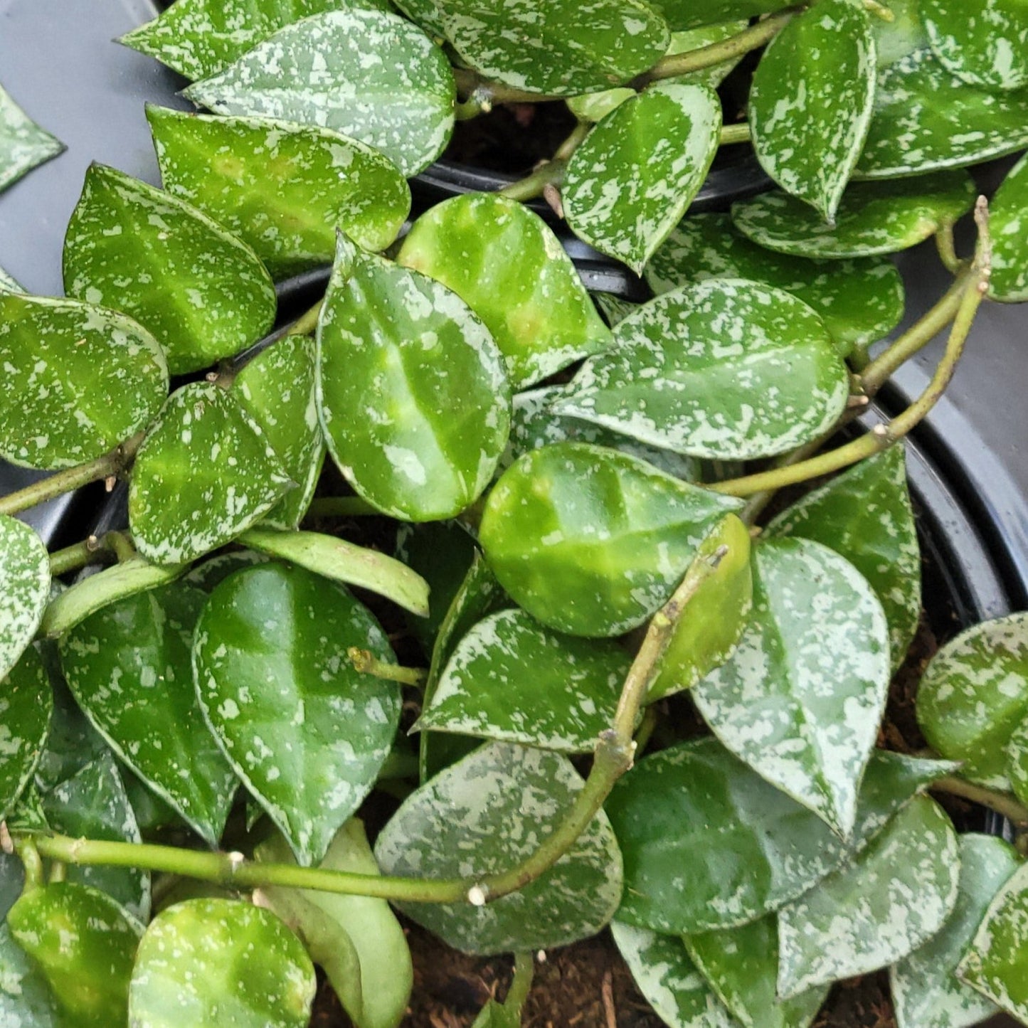 Hoya Krohniana 'Splash'