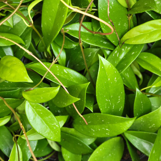 Harlequin Wax Plant