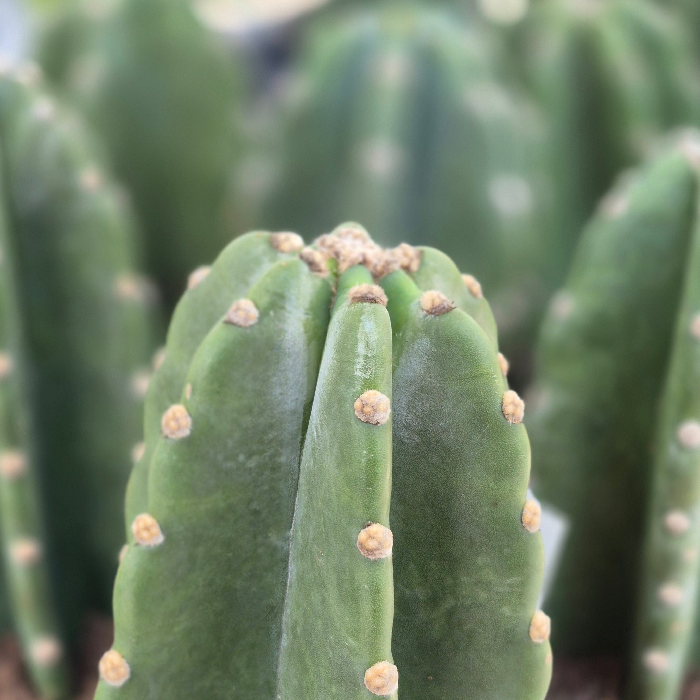 Cactus Huggy