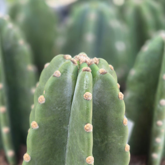 Cactus Huggy