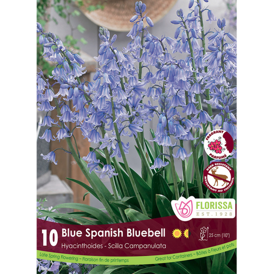 Hyacinthoides 'Blue Spanish 'Bluebell' 10/Pkg.