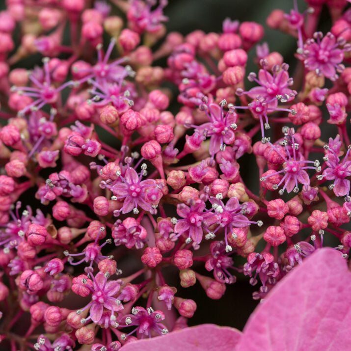 Hydrangea 'Pop Star®'