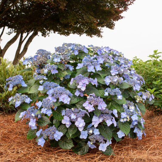 Hydrangea 'Pop Star®'