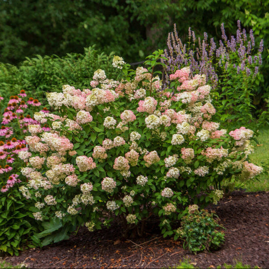 Hydrangea 'Strawberry Sundae®'