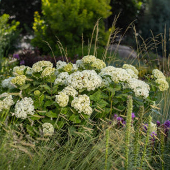 Hydrangea 'FlowerFull®'