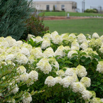Hydrangea 'Little Hottie®'
