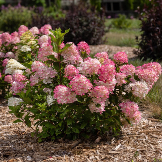 Hydrangea 'Spring Sizzle®'