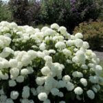 Hydrangea 'Annabelle'