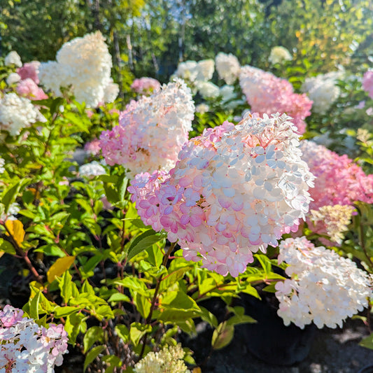 Hydrangea 'Vanilla Strawberry™'