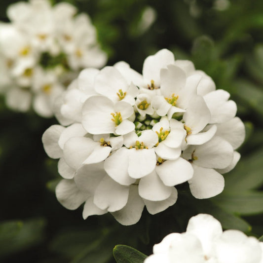 Evergreen Candytuft