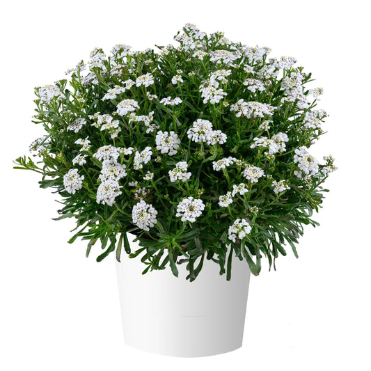 Candytuft 'First Flush™'