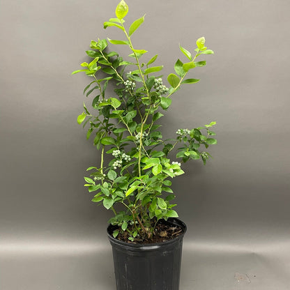 Blueberry 'Toro' Highbush