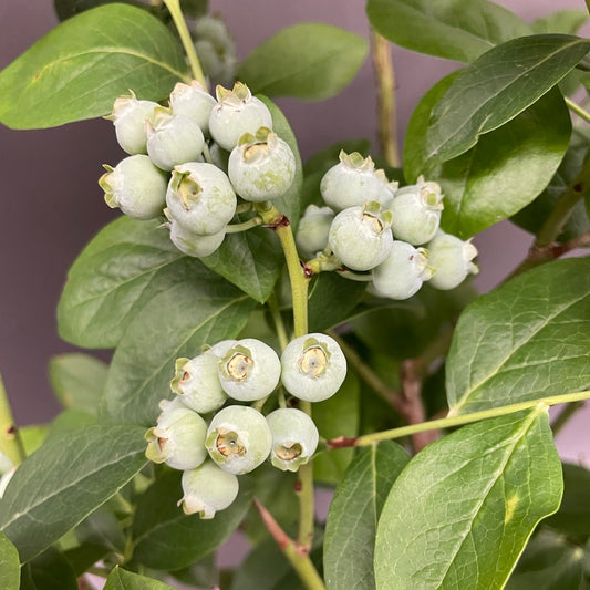 Blueberry 'Toro' Highbush