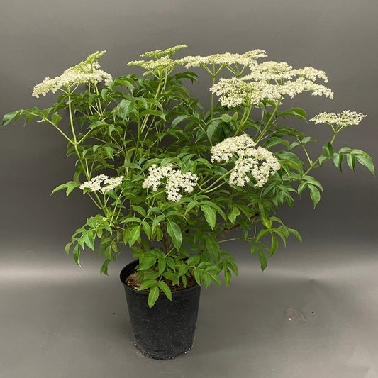 Elderberry 'American'