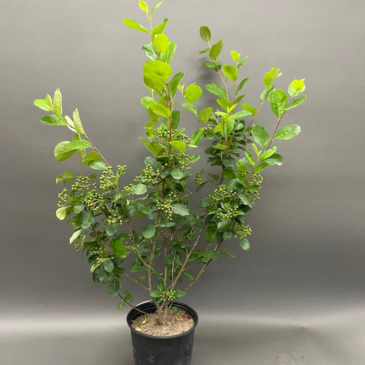 Chokeberry Black 2gal
