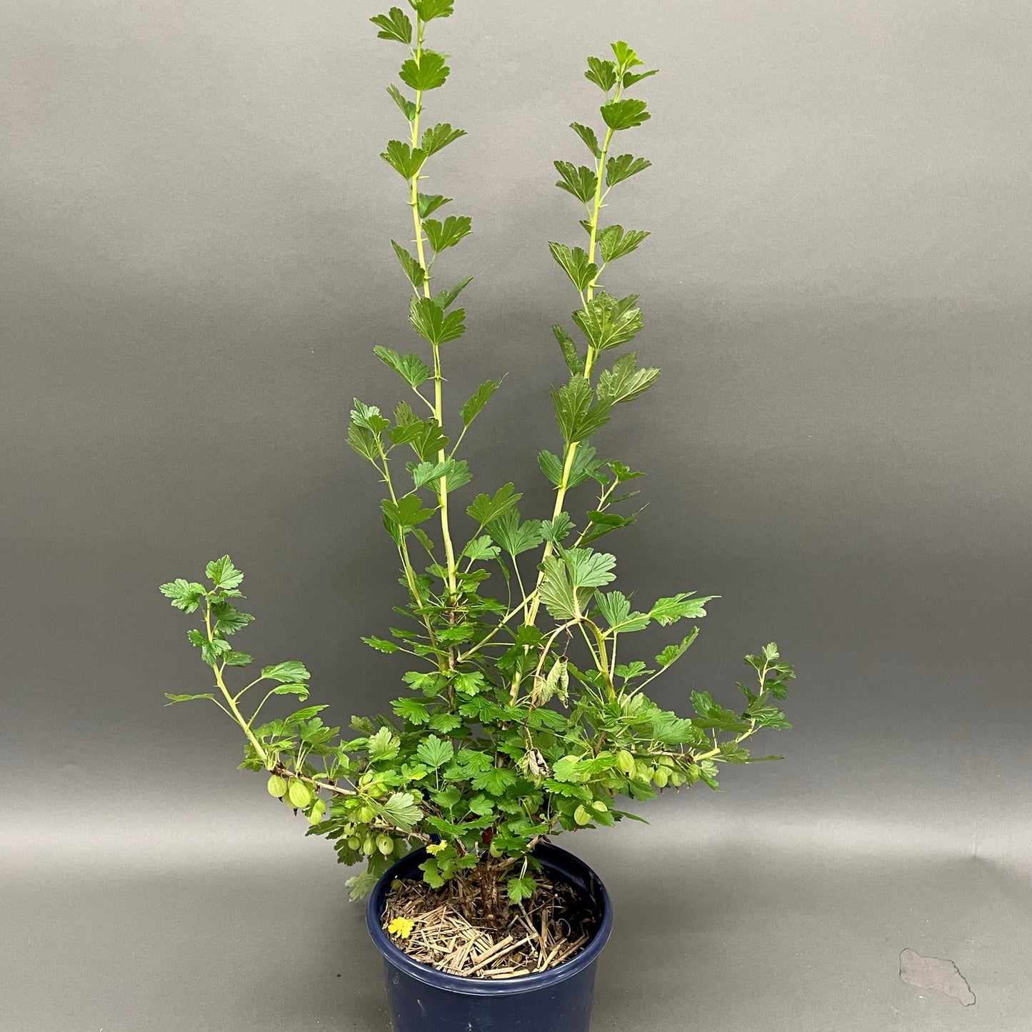 Gooseberry 'Hinnomaki Red'