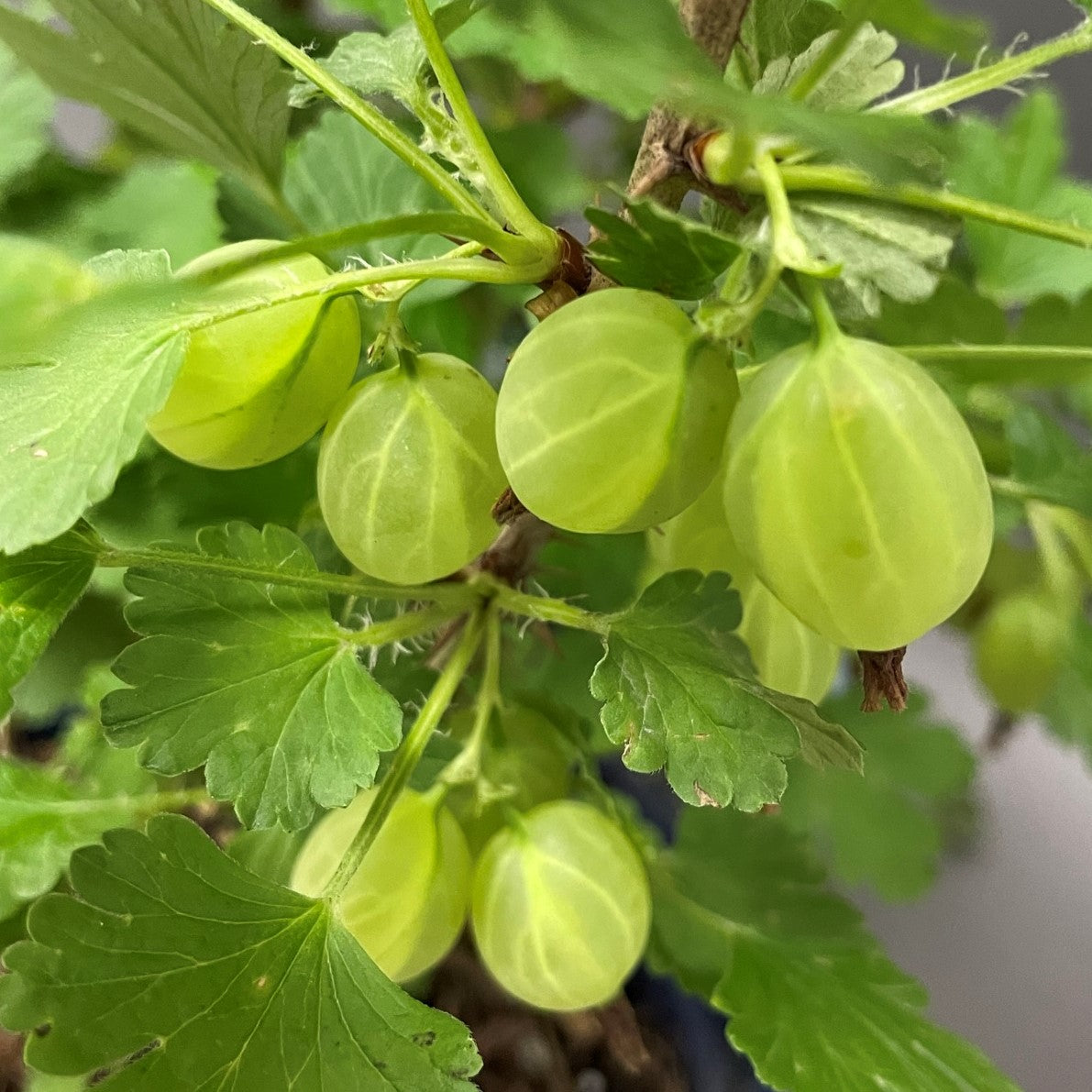 Gooseberry 'Hinnomaki Red'