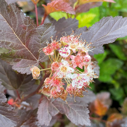 Ninebark 'Summer Wine®'