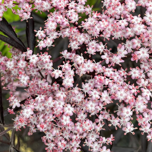 Elder ‘Black Lace’®