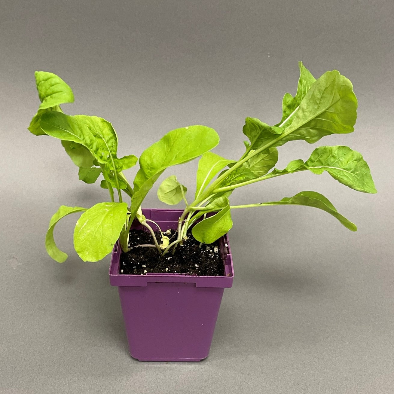Arugula 'Simply Salad®'
