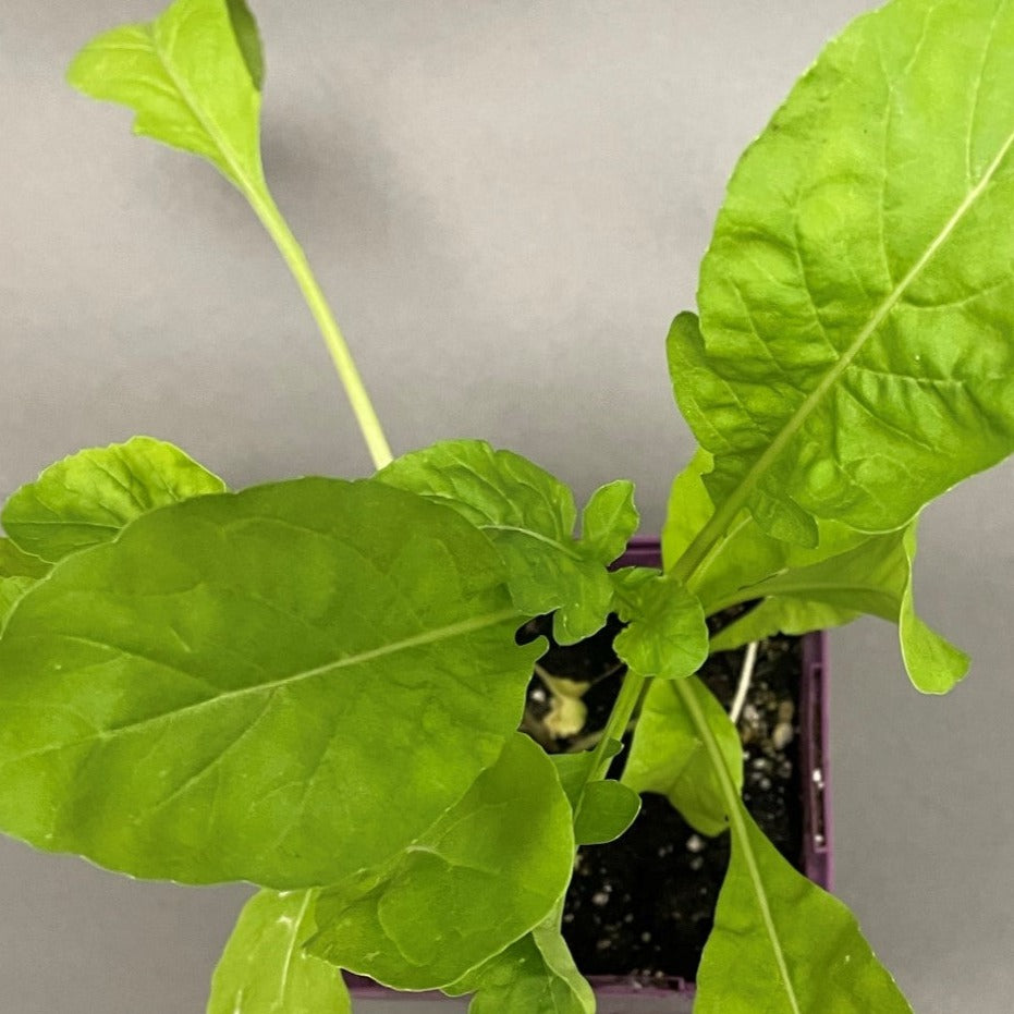 Arugula 'Simply Salad®'