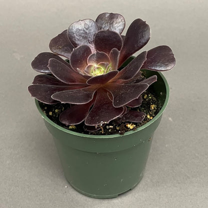 Succulent Aeonium Velour Irish Rose 4" Pot
