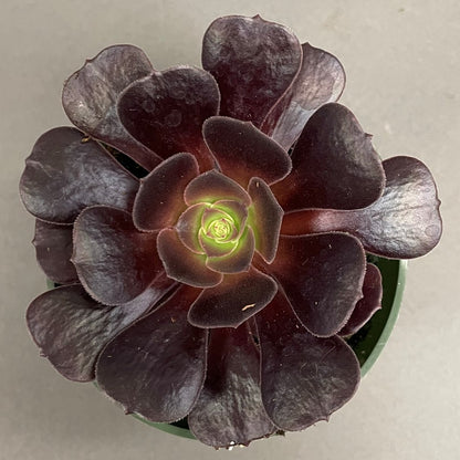 Succulent Aeonium Velour Irish Rose 4" Pot