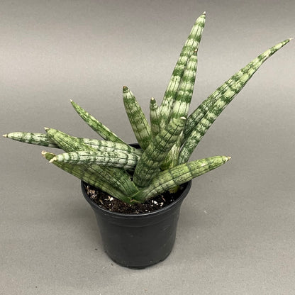 Snake Plant 'Boncel'