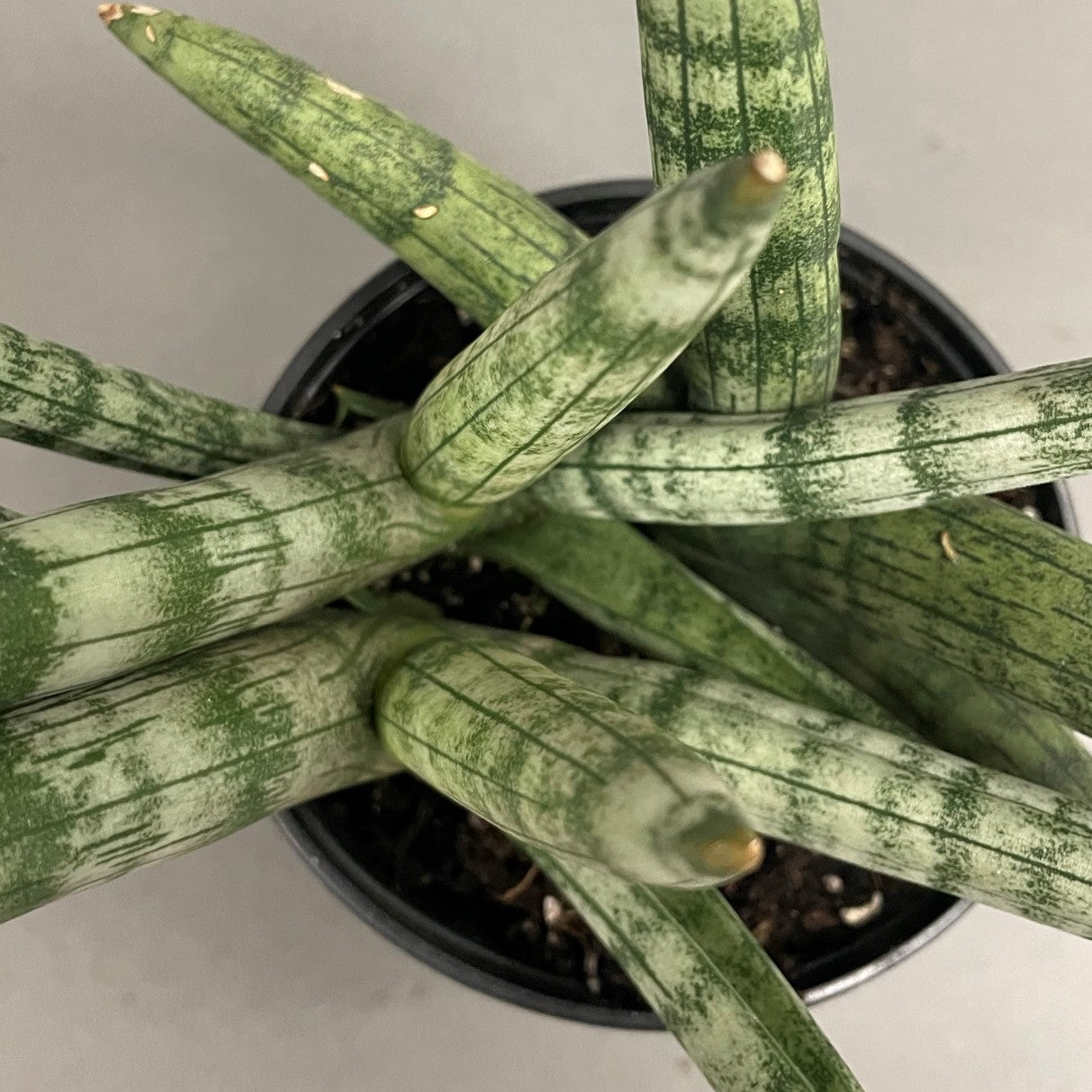 Snake Plant Starfish 4" Pot