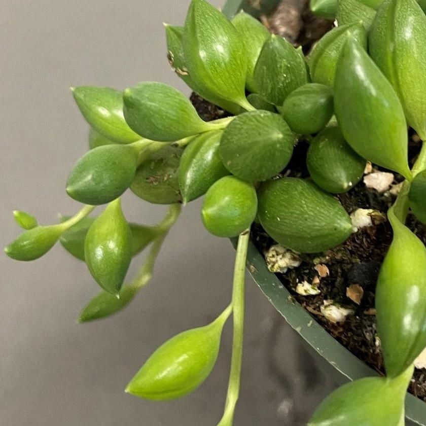 Succulent String of Teardrops 4" Pot